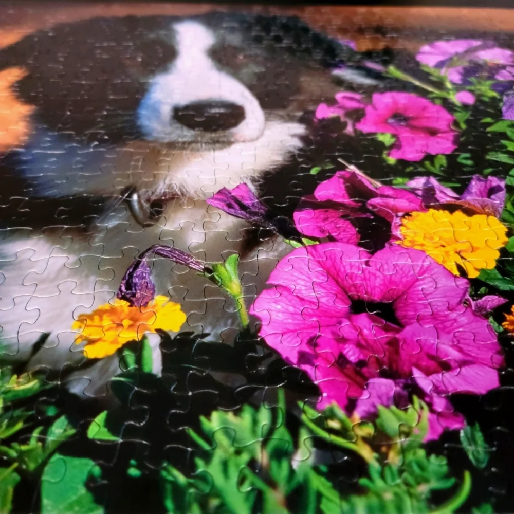 Sure-Lox Border Collie with Petunias 500 Piece Jigsaw Puzzle with Back Image